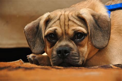 Puggle 